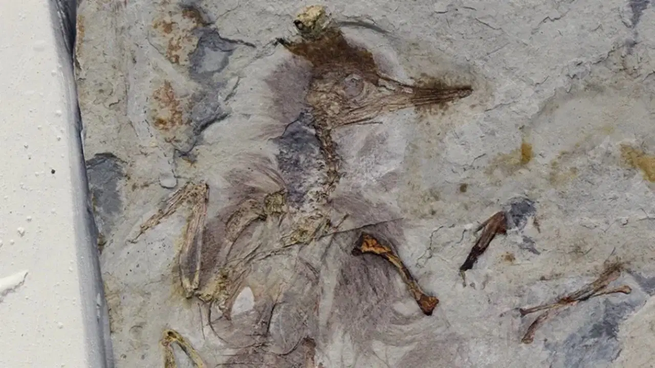 Taşlarla dolu boğazlı kuşun gizemi nedir?