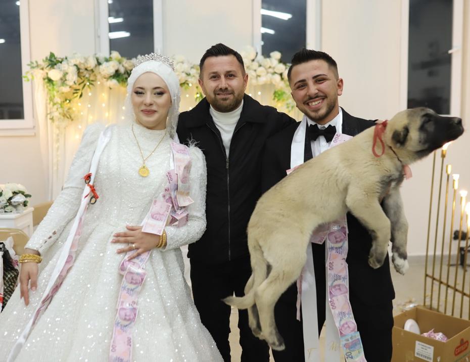 Düğün Hediyesi: Gelin ve Damat İçin Çoban Köpeği!