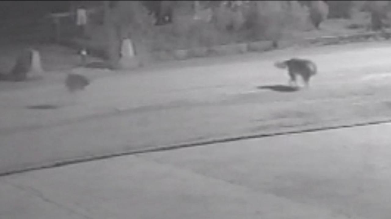Sokak köpekleri kediye saldırdı - Son Dakika