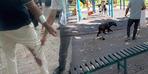 Bir ilde 'öfke' alarmı! Saldıran köpek hayatını kaybetti